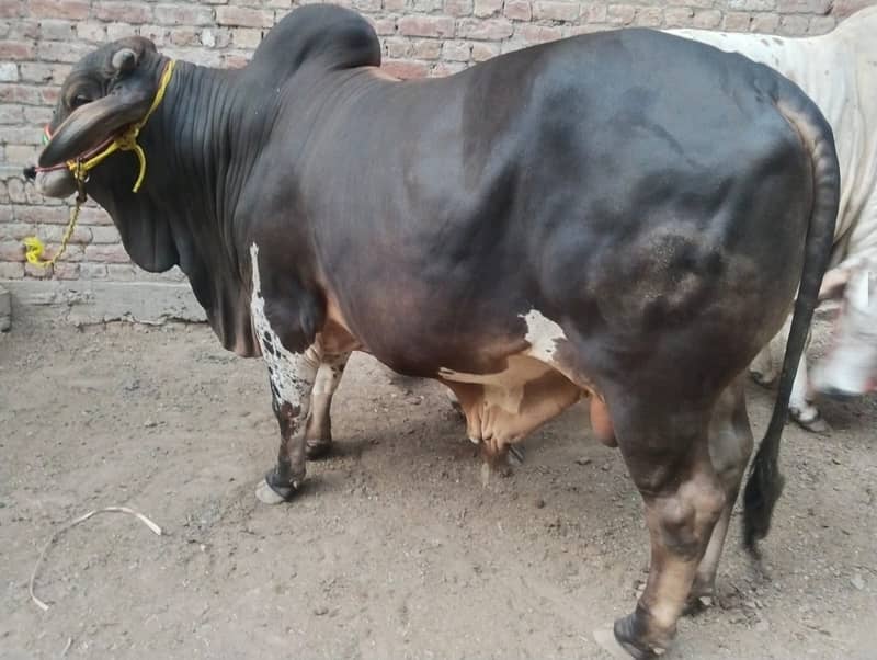 Desi Cow |  فتح جھنگي | desi cow Qurbani | Bachra for sale 2