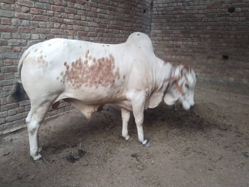 Desi Cow |  فتح جھنگي | desi cow Qurbani | Bachra for sale 3