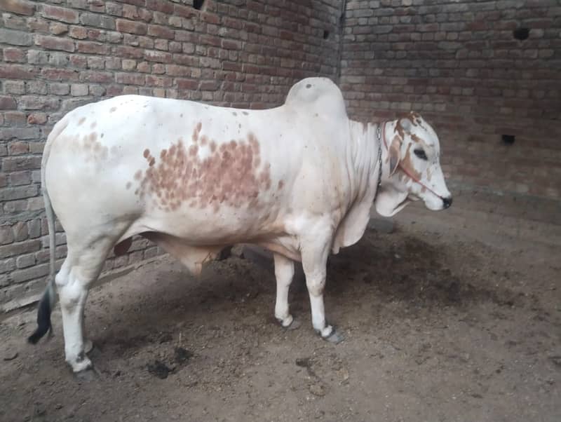 Desi Cow |  فتح جھنگي | desi cow Qurbani | Bachra for sale 4