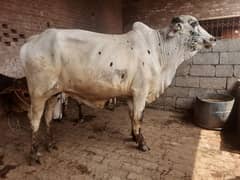 Qurbani