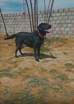 Labrador