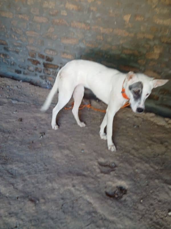 Gultira female age 10 month 03145159146Call Wastap nbr 0