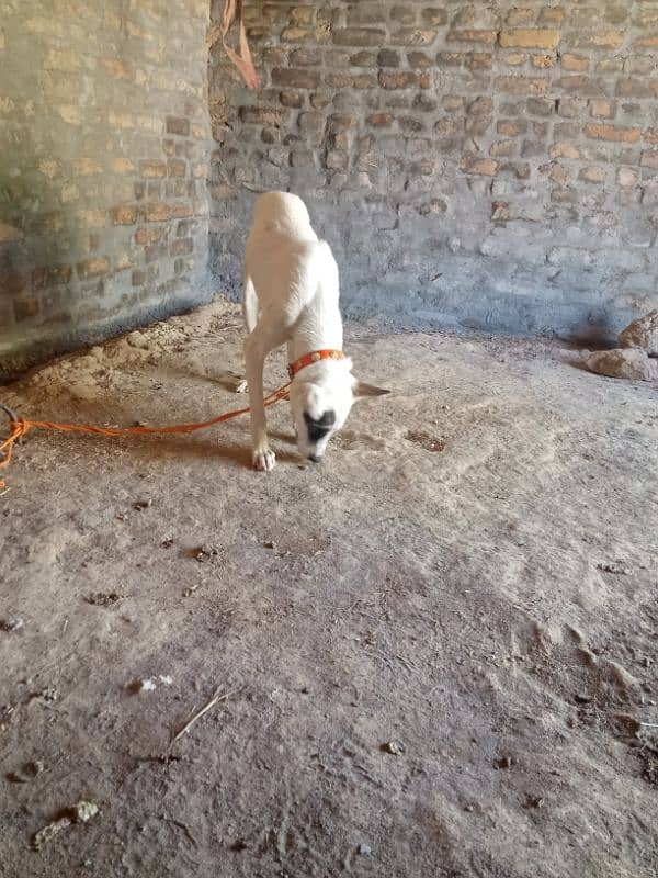 Gultira female age 10 month 03145159146Call Wastap nbr 1
