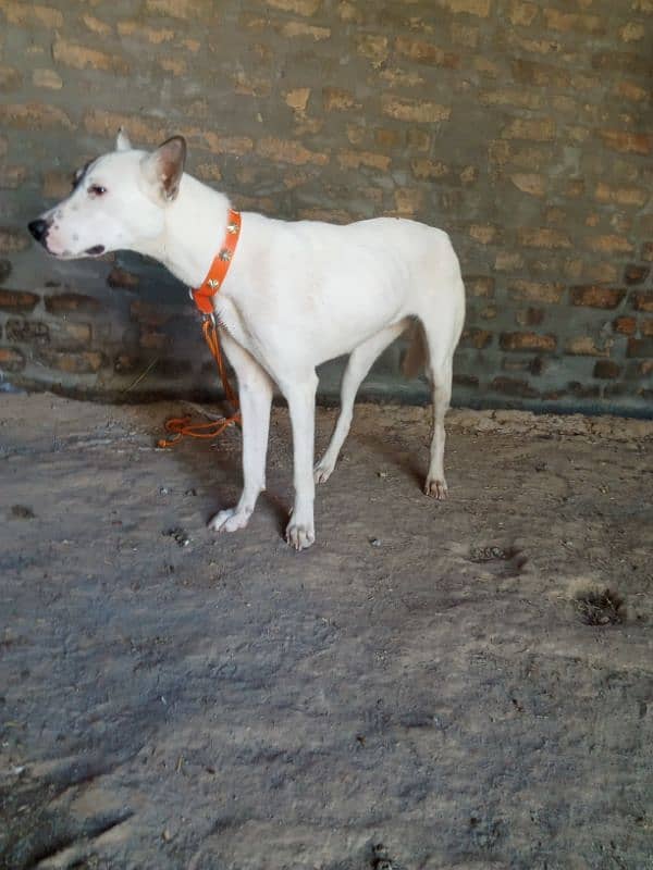 Gultira female age 10 month 03145159146Call Wastap nbr 3