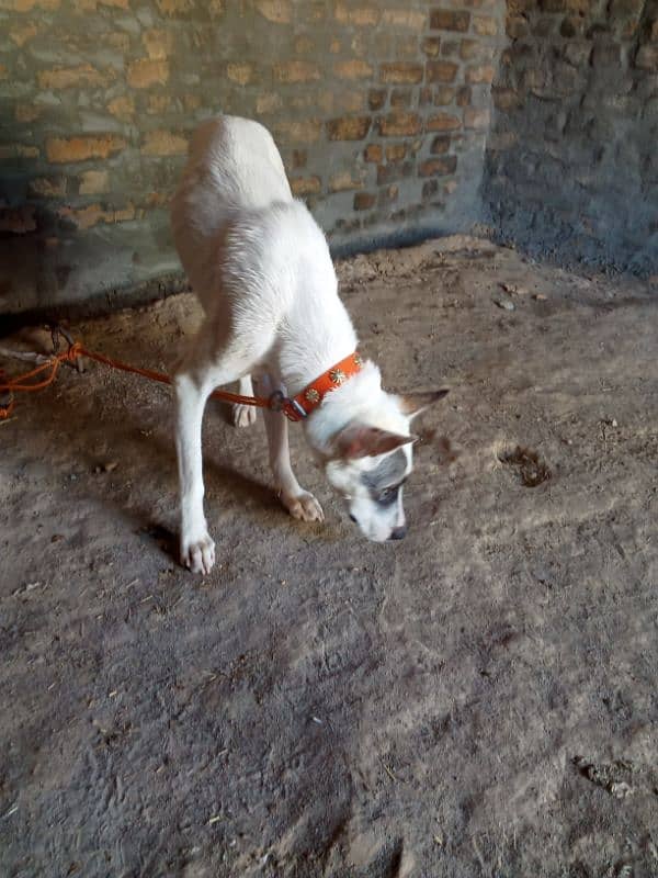 Gultira female age 10 month 03145159146Call Wastap nbr 4