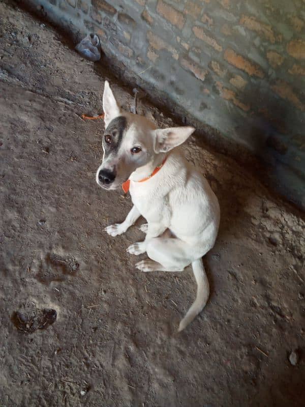 Gultira female age 10 month 03145159146Call Wastap nbr 5