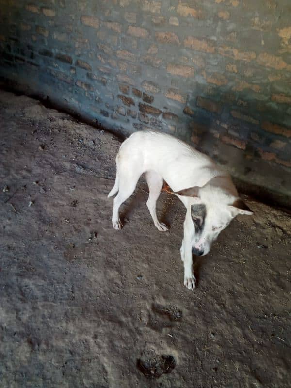 Gultira female age 10 month 03145159146Call Wastap nbr 6