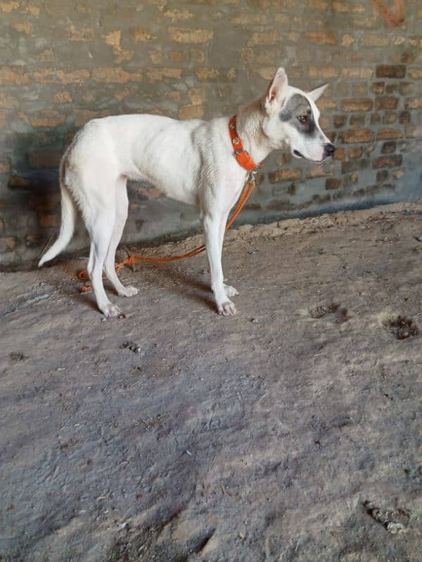 Gultira female age 10 month 03145159146Call Wastap nbr 7
