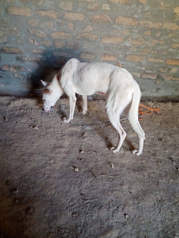Gultira female age 10 month 03145159146Call Wastap nbr 8