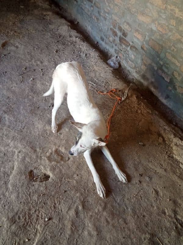 Gultira female age 10 month 03145159146Call Wastap nbr 9