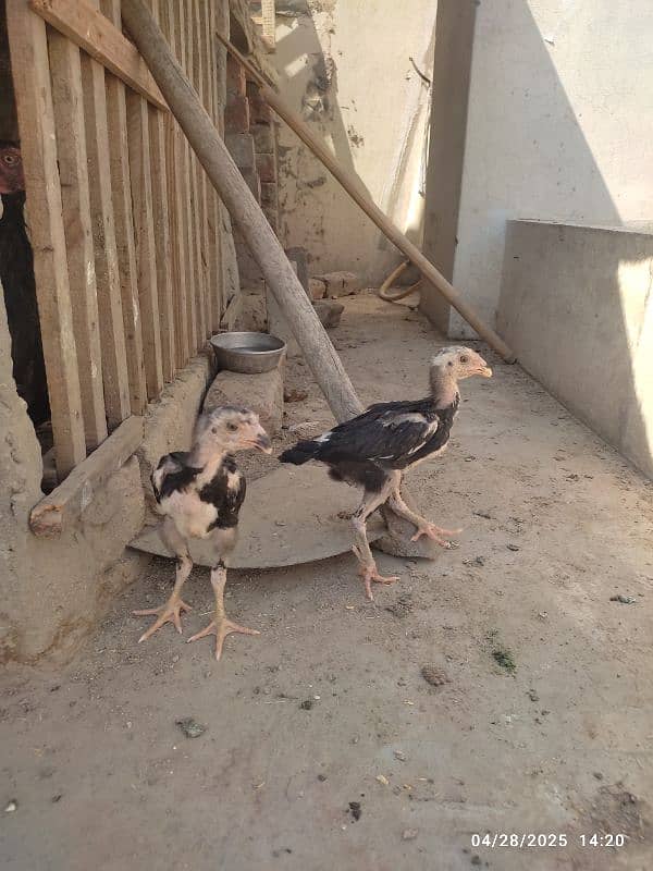 2 colour best quality Shamo chicks 0