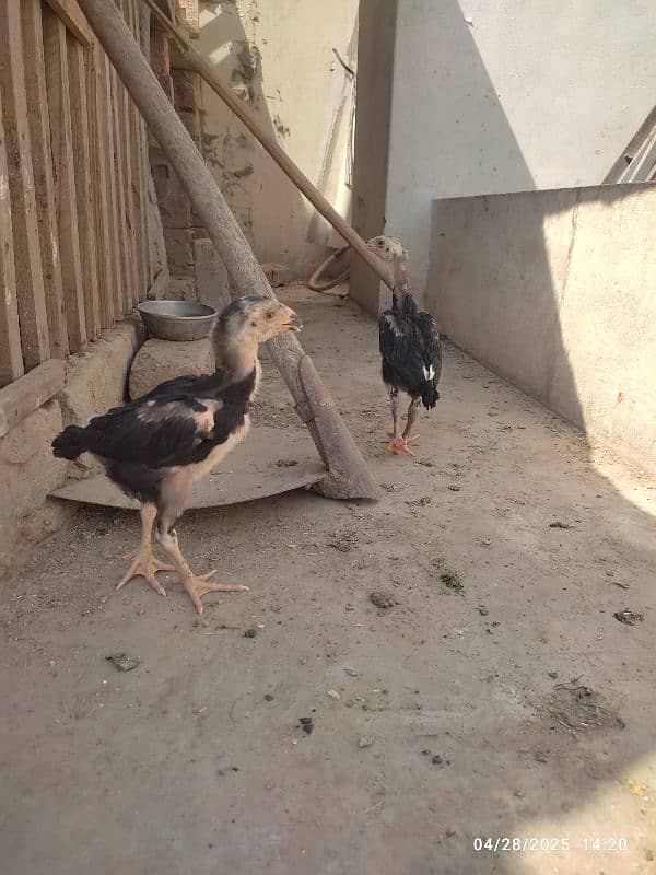 2 colour best quality Shamo chicks 1
