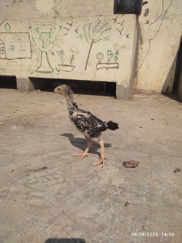 2 colour best quality Shamo chicks 2