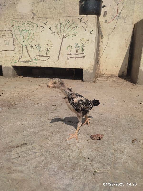 2 colour best quality Shamo chicks 3
