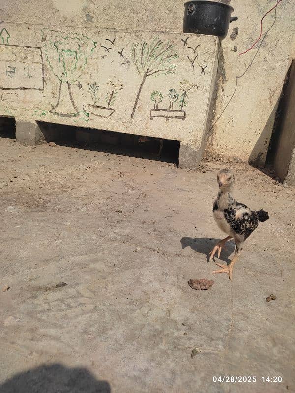 2 colour best quality Shamo chicks 4