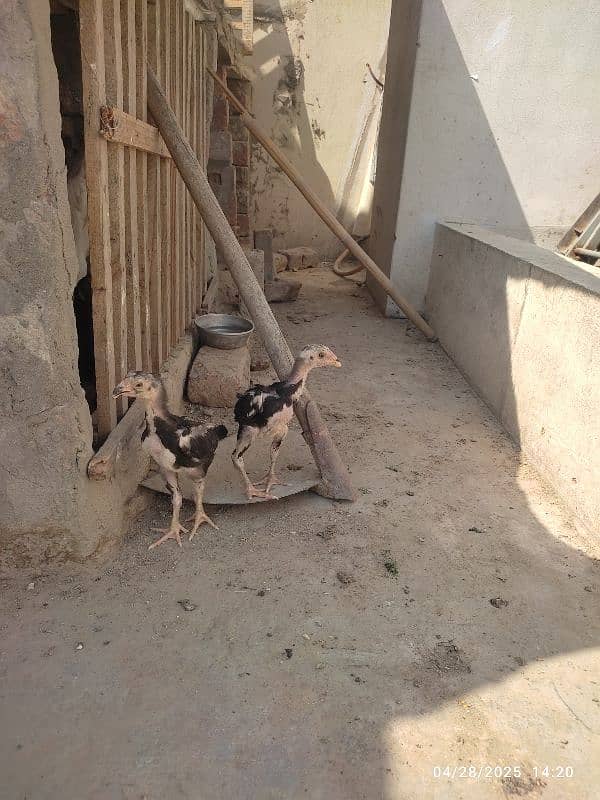 2 colour best quality Shamo chicks 5
