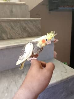 male