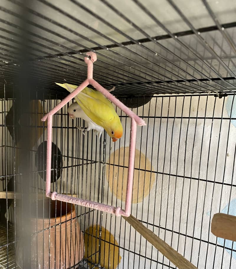 5 Lovebird Breeder Pairs for Sale! 0