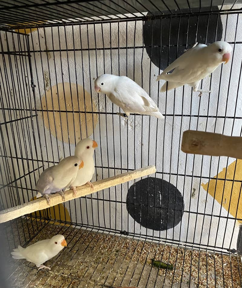5 Lovebird Breeder Pairs for Sale! 1