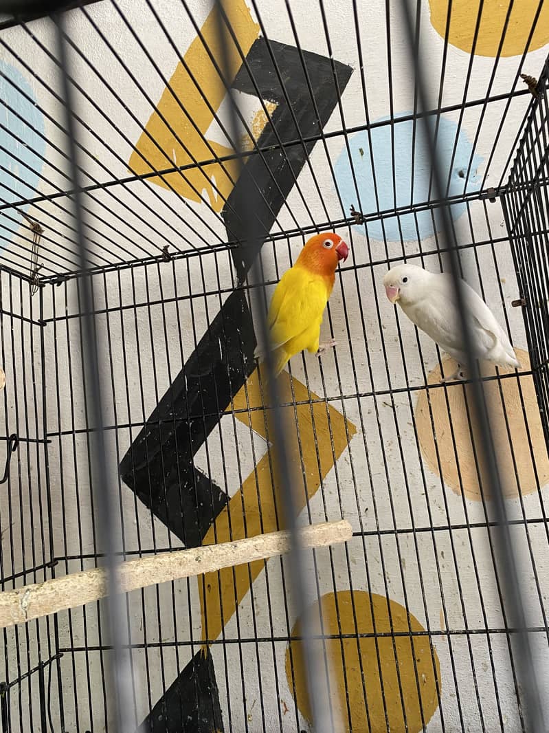 5 Lovebird Breeder Pairs for Sale! 3