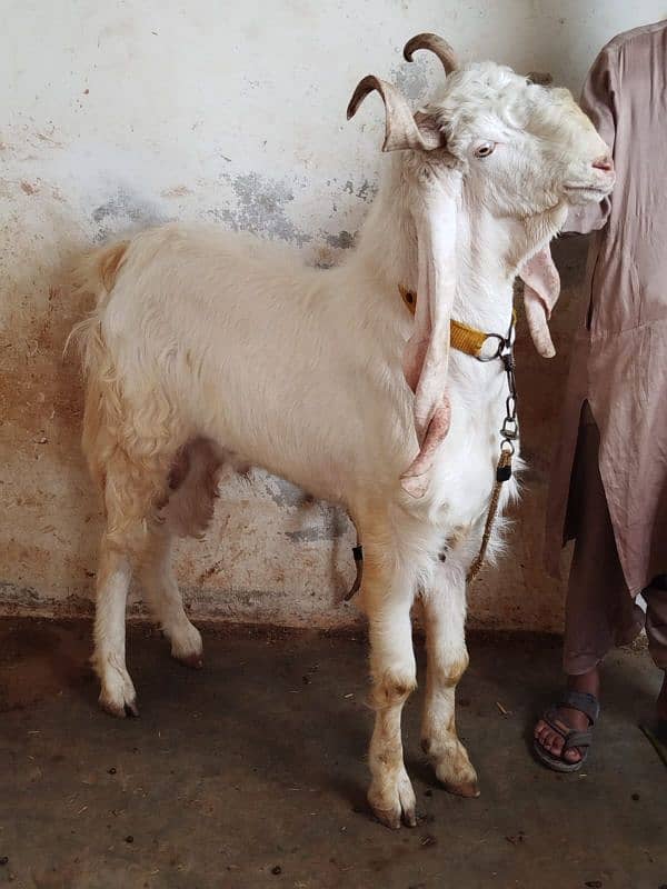 4 danth Bakra available 0
