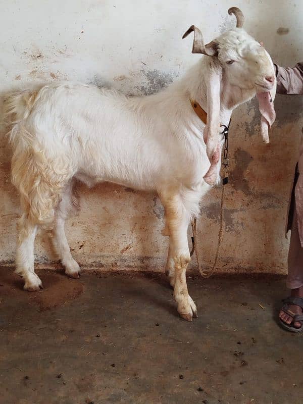 4 danth Bakra available 1