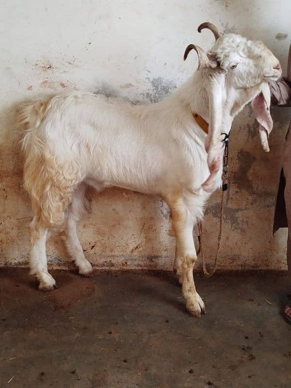 4 danth Bakra available 2