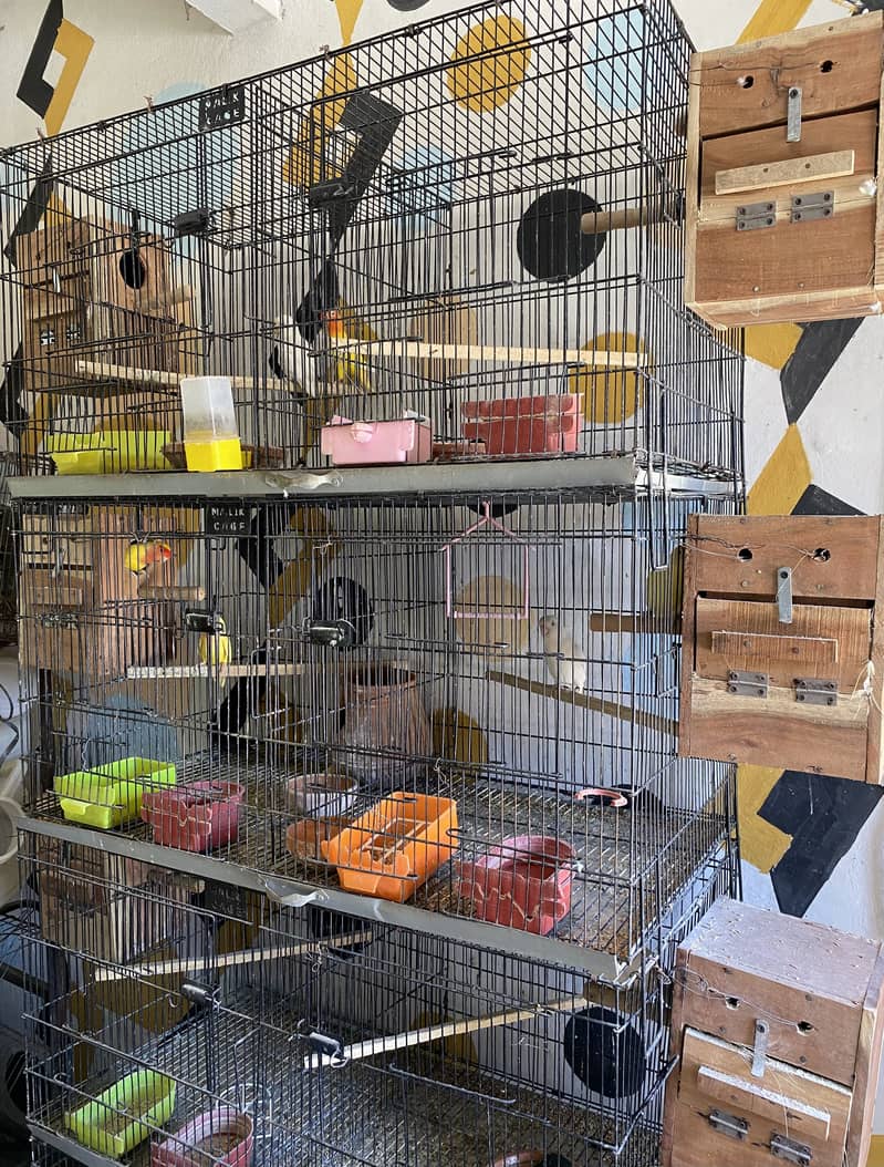5 Lovebird Breeder Pairs for Sale! 5