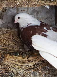 pigeon