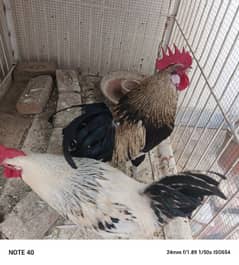 2 COCKS AGE 1 YEAR