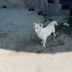 Russian dog