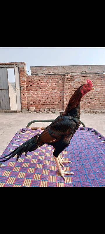 Aseel murga 0
