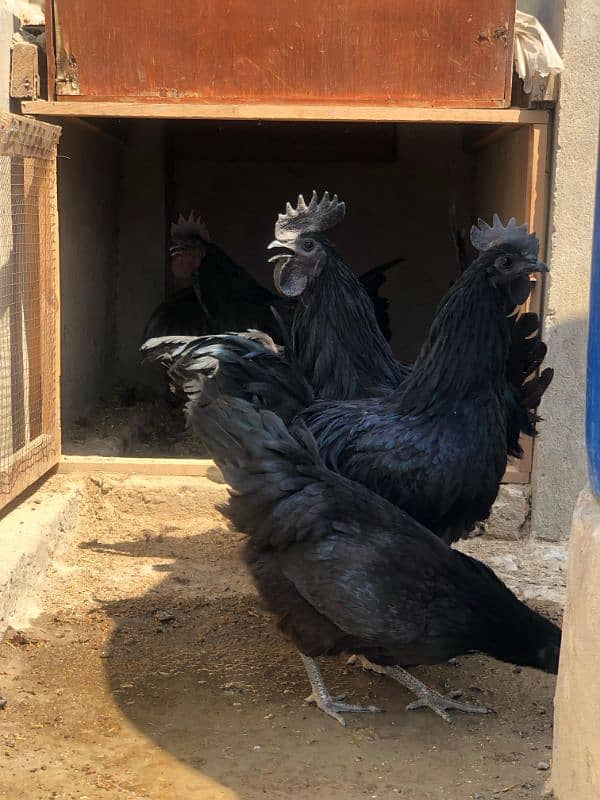 Ayam Cemani Grey tongue Pure breed pair 0