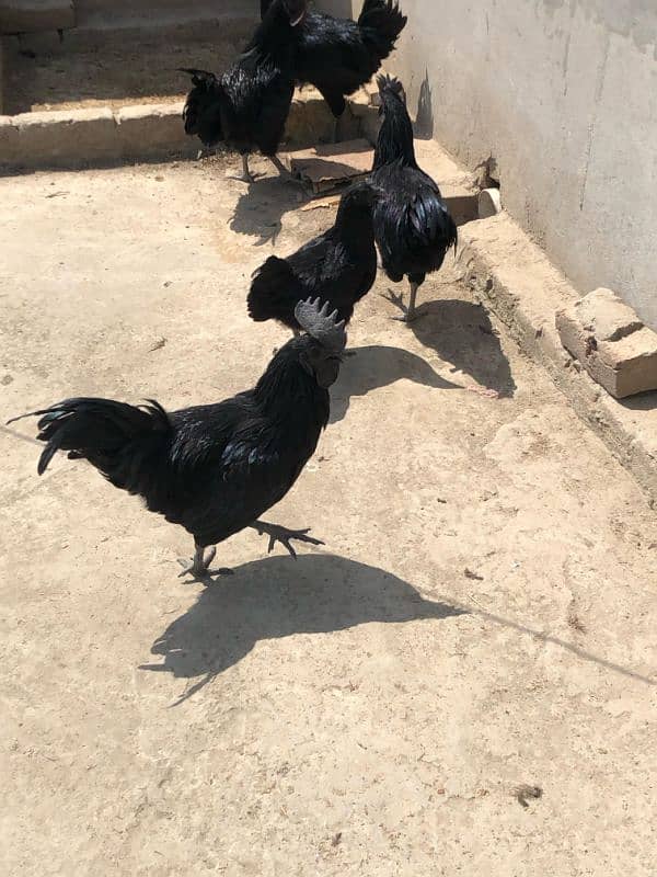 Ayam Cemani Grey tongue Pure breed pair 1