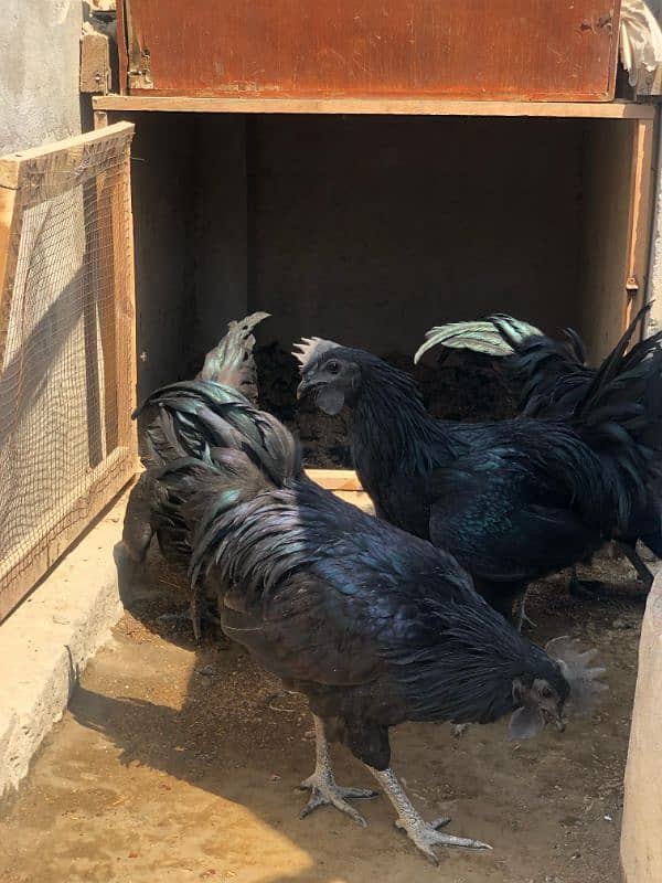 Ayam Cemani Grey tongue Pure breed pair 2