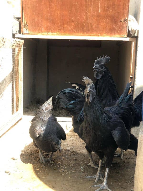 Ayam Cemani Grey tongue Pure breed pair 3