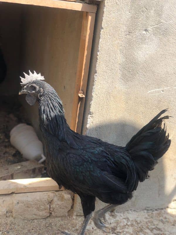 Ayam Cemani Grey tongue Pure breed pair 4