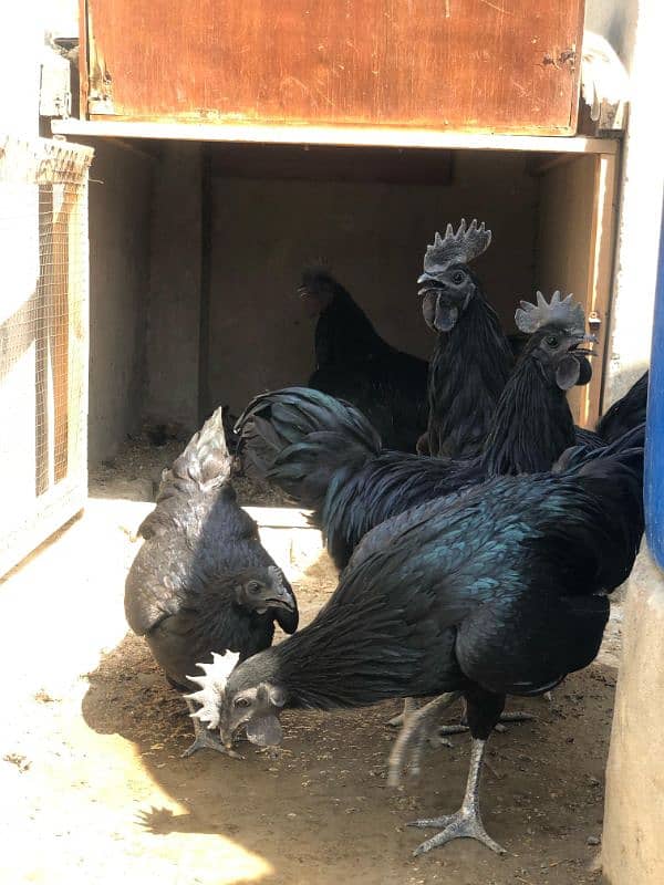 Ayam Cemani Grey tongue Pure breed pair 5