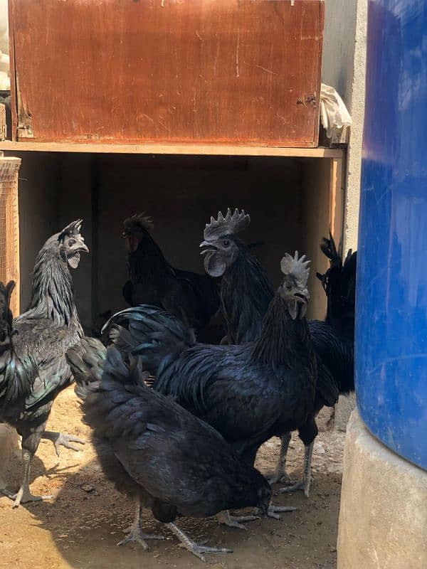 Ayam Cemani Grey tongue Pure breed pair 6