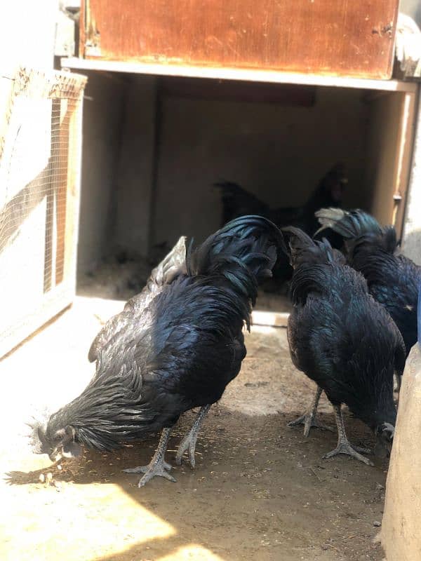 Ayam Cemani Grey tongue Pure breed pair 8