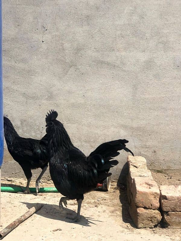 Ayam Cemani Grey tongue Pure breed pair 9