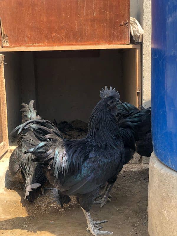 Ayam Cemani Grey tongue Pure breed pair 10