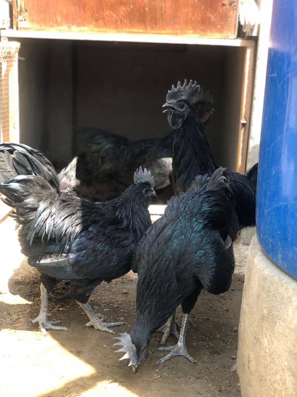 Ayam Cemani Grey tongue Pure breed pair 11