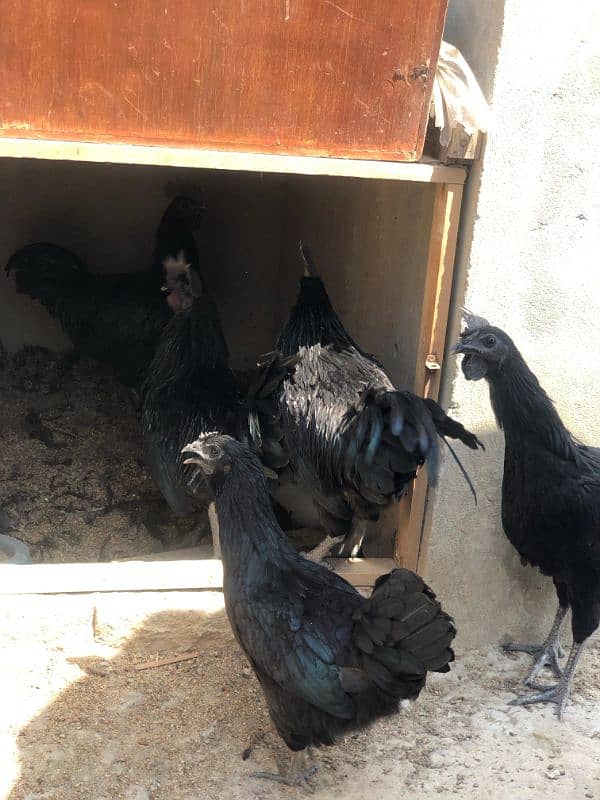Ayam Cemani Grey tongue Pure breed pair 12