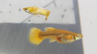 Guppy fish