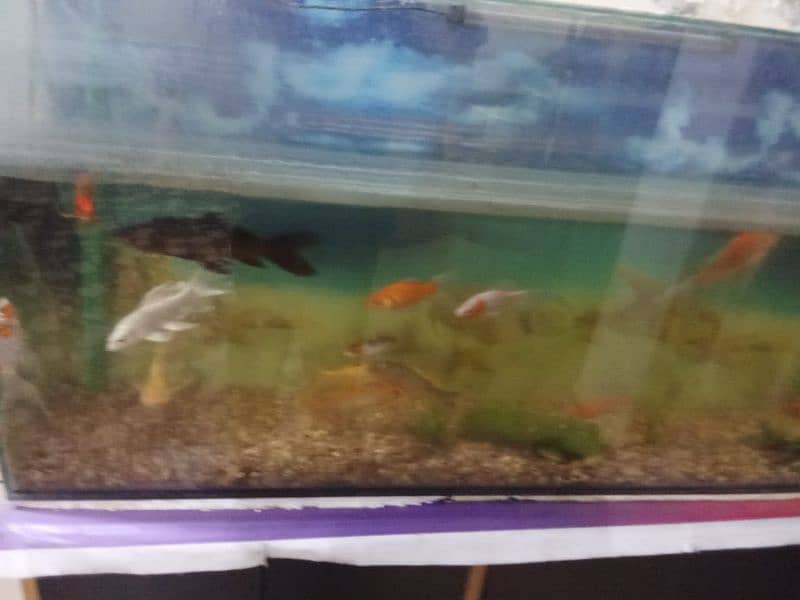 Gold Fish, Koi, Shark 1