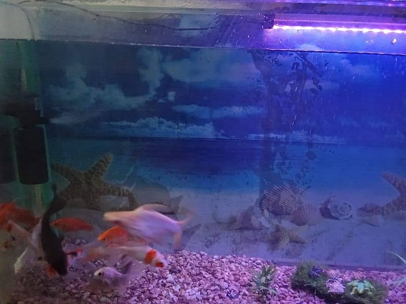 Gold Fish, Koi, Shark 2
