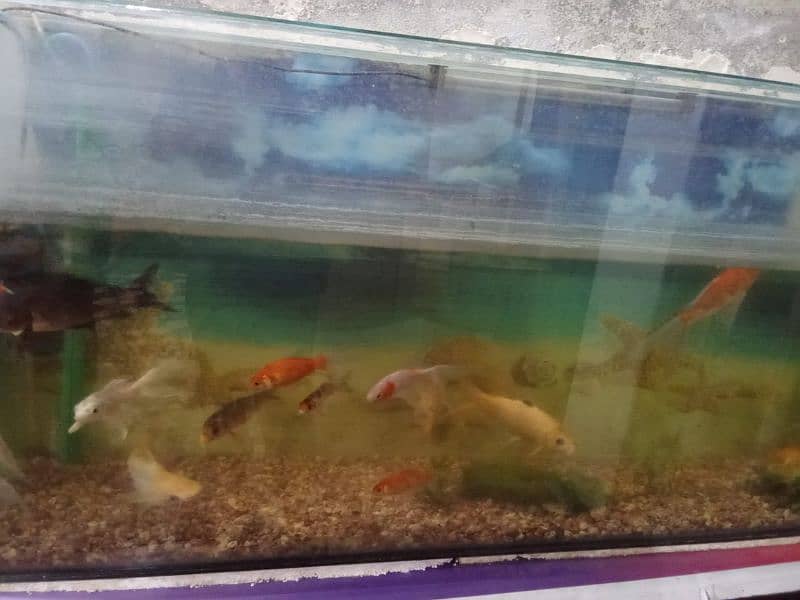 Gold Fish, Koi, Shark 3