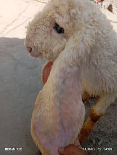 kajla baby for sale he 1 number he 03214050638