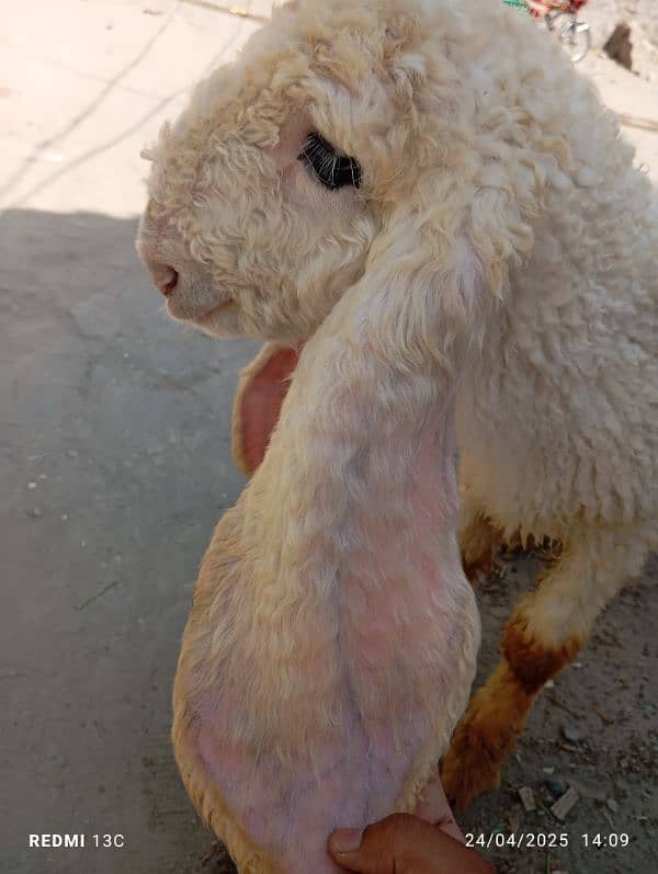 kajla baby for sale he 1 number he 03214050638 0